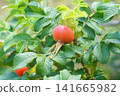 A close-up of a ripe rose bush with bright orange fruit. 141665982