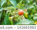 Hamanas fruit 141665983