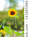 A single sunflower stands proudly. 141665984