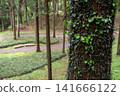 [Hachioji Castle Ruins] An ancient path through the forest 141666122