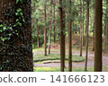 [Hachioji Castle Ruins] An ancient path through the forest 141666123