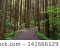 [Hachioji Castle Ruins] Forest road continuing from the castle ruins 141666129