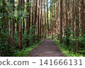 [Hachioji Castle Ruins] Forest road continuing from the castle ruins 141666131
