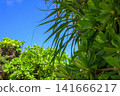 The vibrant green and blue sky create a bright, tropical landscape of Ishigaki Island. 141666217