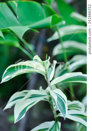 Cheilocostus speciosus J Koenig C D Specht or  COSTACEAE or Costus arabicus Variegata or  Variegated Spiral Ginger or white and green leaf 141666352