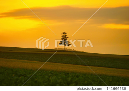 A solitary tree standing in the golden sky A solitary tree standing in the golden sky 141666386
