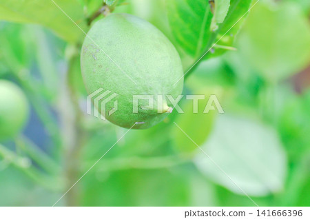 lemon tree or lemon plant or Citrus limon or Citrus x limonum Risso or Citrus x limonia Osbeck or RUTACEAE , lemon fruit lemon tree or lemon plant or Citrus limon or Citrus x limonum Risso or Citrus x limonia Osbeck or RUTACEAE , lemon fruit 141666396