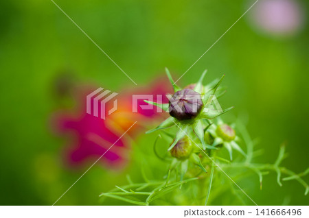 Bud of autumn cherry tree 141666496