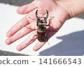 Summer insect collecting: A stag beetle in my hand 141666543