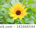 A single sunflower blooming brightly towards the sun. 141666544