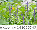 Blue salvia (lavender sage) adds a refreshing touch to early summer and summer. 141666545