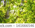 Maple leaves, their fresh green leaves shining beautifully in the sunlight filtering through the leaves. 141666546