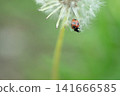Dandelion fluff and ladybug 141666585