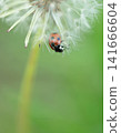 Dandelion fluff and ladybug 141666604