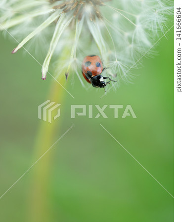Dandelion fluff and ladybug Dandelion fluff and ladybug 141666604