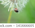 Dandelion fluff and ladybug 141666605