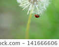 Dandelion fluff and ladybug 141666606