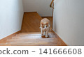 Cat climbing the stairs Brown tiger white 141666608