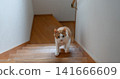 Cat climbing the stairs Brown tiger white 141666609