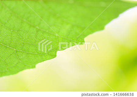 Abstract nature green leaf on tree beautiful with sunlight soft focus and green blur background / Close up leaves in summer garden Abstract nature green leaf on tree beautiful with sunlight soft focus and green blur background / Close up leaves in summer garden 141666638