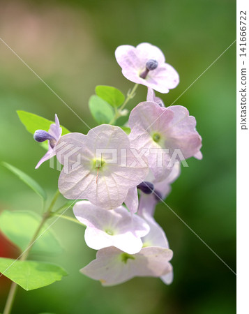 Tahitian hat flower Tahitian hat flower 141666722