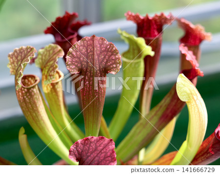 Carnivorous plant Sarasenia 141666729