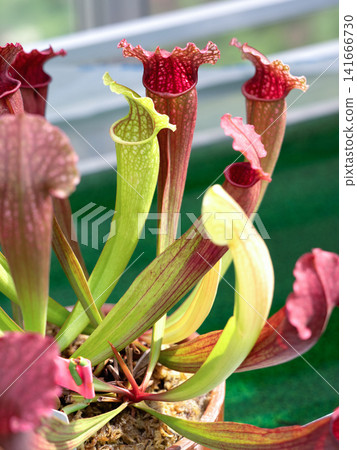 Carnivorous plant Sarasenia Carnivorous plant Sarasenia 141666730