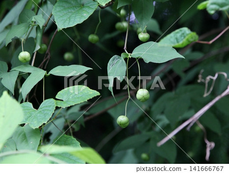 Blue berries of the wild spindle tree 141666767