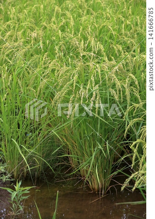 Early summer rice Early summer rice 141666785