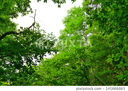 A trekking course leading to Ozenuma Lake, with many beech forests and lush green scenery. A trekking course leading to Ozenuma Lake, with many beech forests and lush green scenery. 141666863