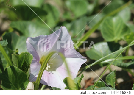 天然植物 天然植物 141666886