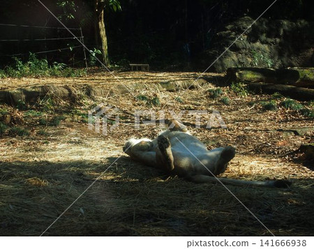 Zurasia Lion Zurasia Lion 141666938