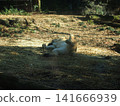 Zurasia Lion 141666939