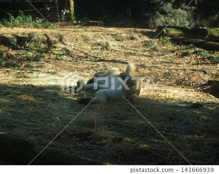 Zurasia Lion Zurasia Lion 141666939