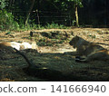 Zurasia Lion 141666940