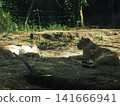 Zurasia Lion 141666941