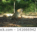 Zurasia Lion 141666942