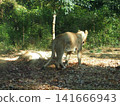 Zurasia Lion 141666943