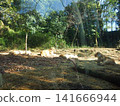 Zurasia Lion 141666944