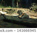 Zurasia Lion 141666945