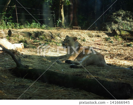 Zurasia Lion Zurasia Lion 141666945