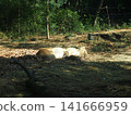 Zurasia Lion 141666959