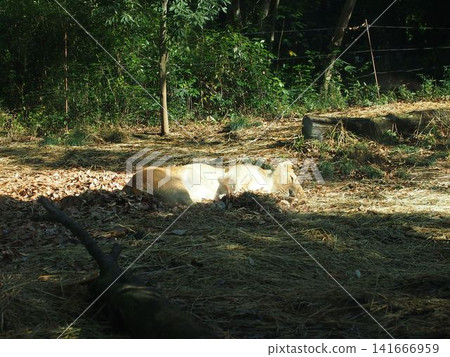 Zurasia Lion Zurasia Lion 141666959