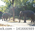 Zoorasia Elephants 141666989