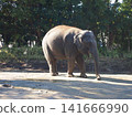 Zoorasia Elephants 141666990