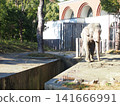 Zoorasia Elephants 141666991