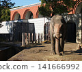 Zoorasia Elephants 141666992