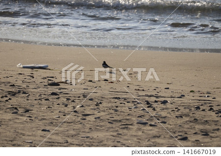 一群野生鳥類聚集在水邊的景象。 一群野生鳥類聚集在水邊的景象。 141667019