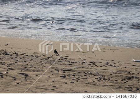 一群野生鳥類聚集在水邊的景象。 一群野生鳥類聚集在水邊的景象。 141667030