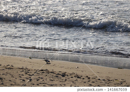 一群野生鳥類聚集在水邊的景象。 141667039